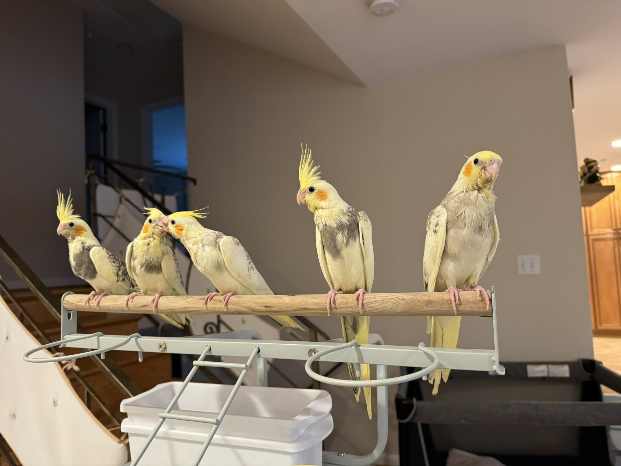 Available cockatiel 1