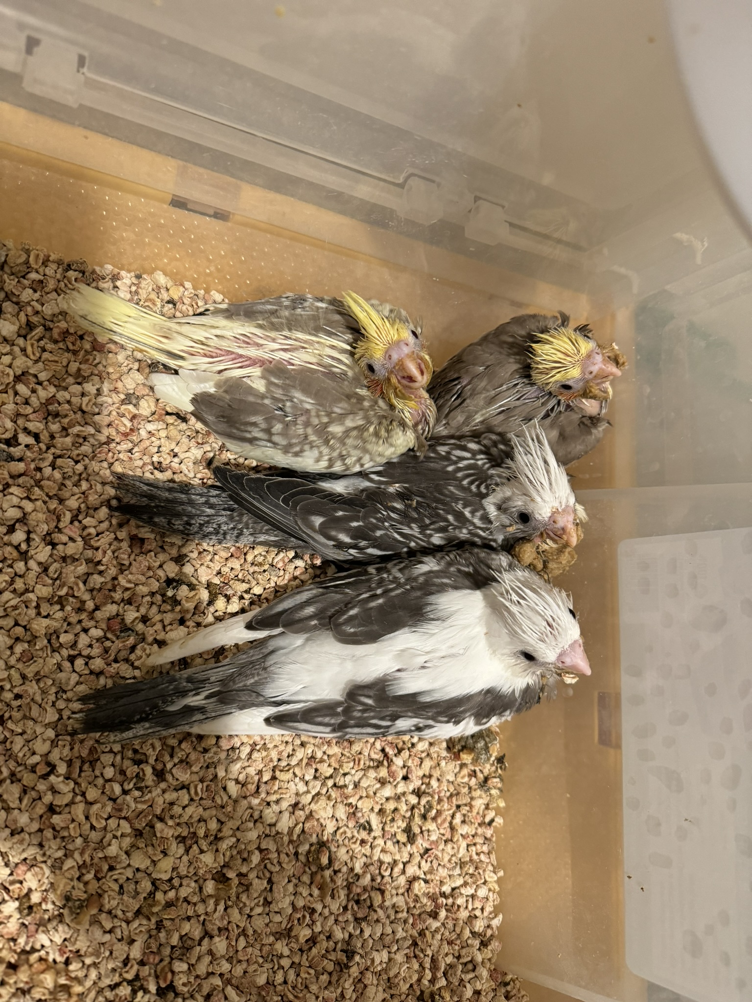 Available cockatiel 2