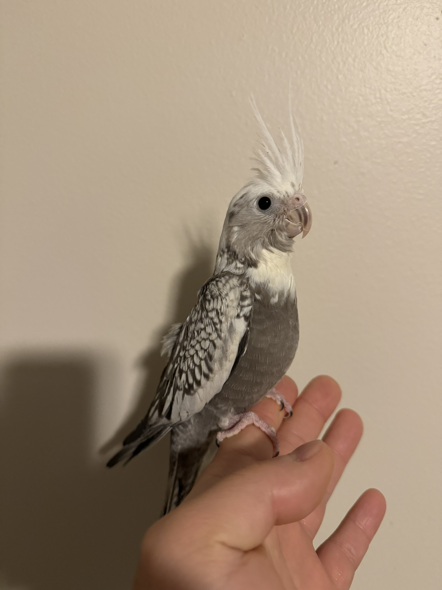 Available cockatiel 3