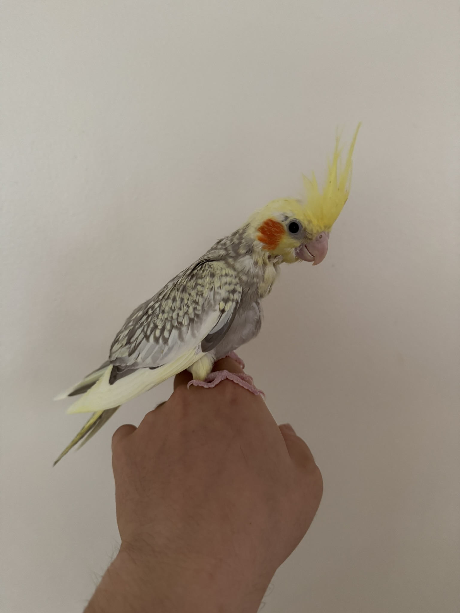 Available cockatiel 4